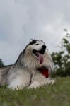 草地躺卧的长毛犬