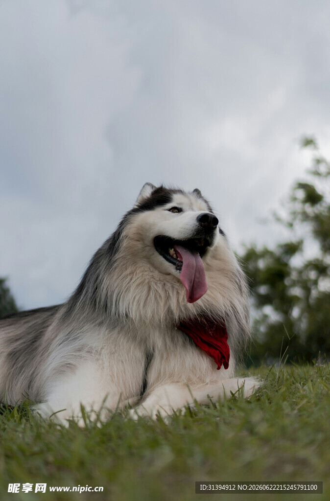 草地躺卧的长毛犬