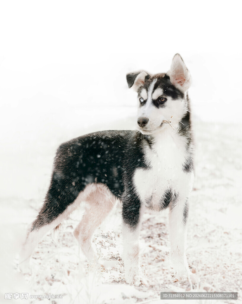 雪地中的黑白小狗