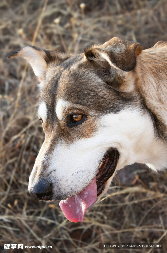 户外吐舌的可爱牧羊犬