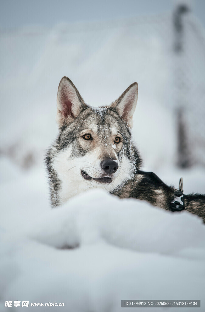 雪地中的帅气狼犬