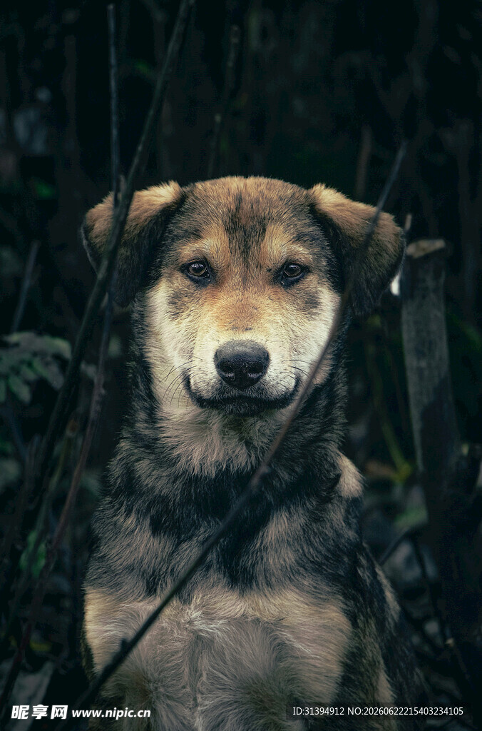林间拴着的可爱混血犬