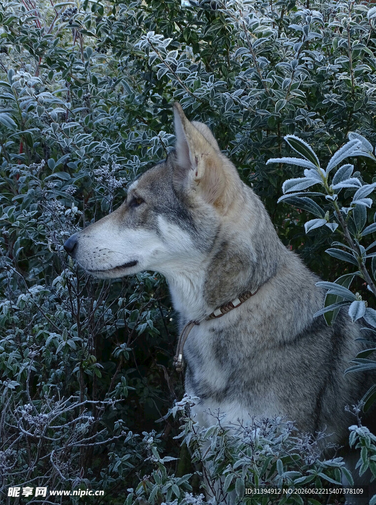 雪地中的警觉犬