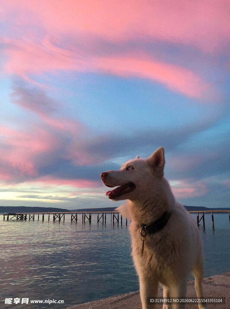 夕阳下的狗狗眺望远方