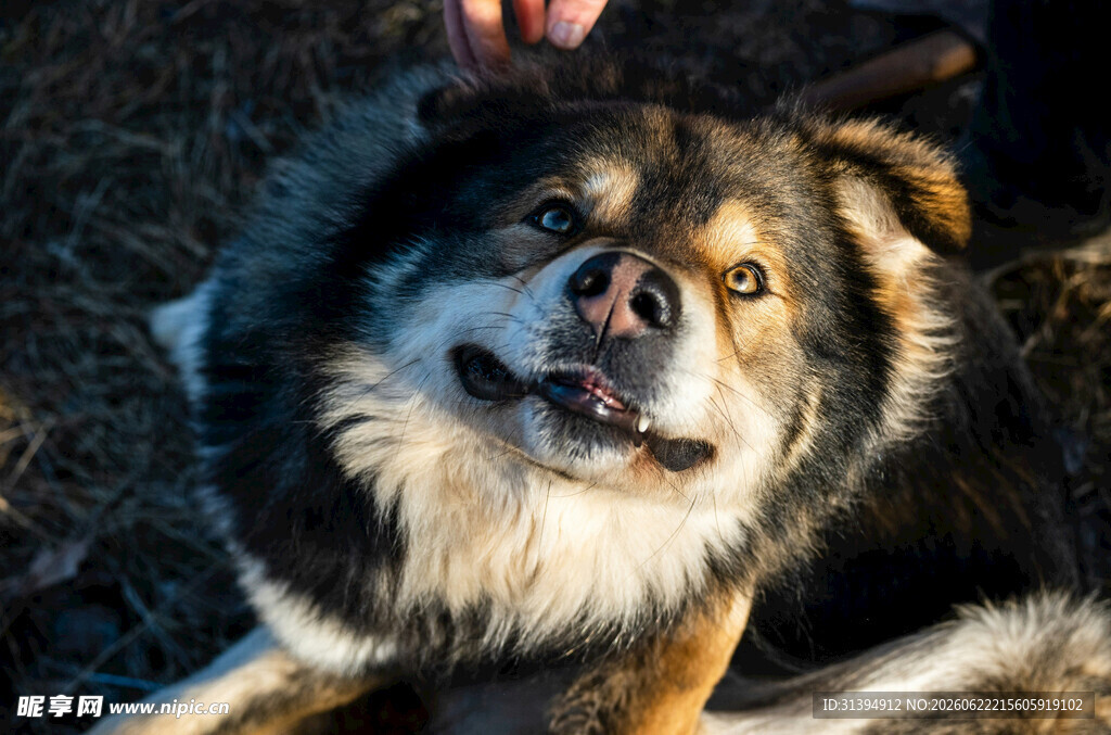 可爱萌犬惬意躺卧