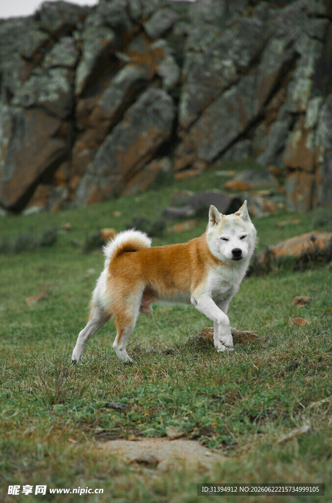 草地漫步的可爱三色犬
