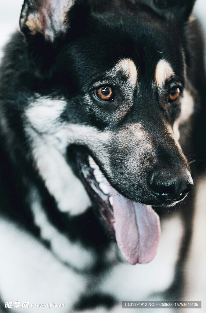 可爱黑白犬吐舌卖萌