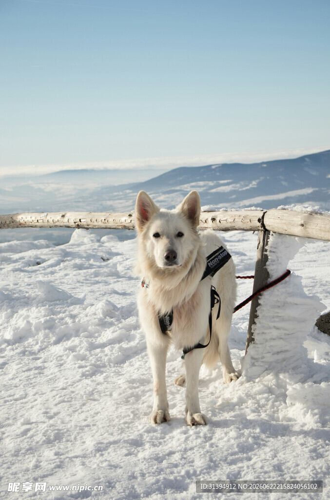 雪地中的拉雪橇犬