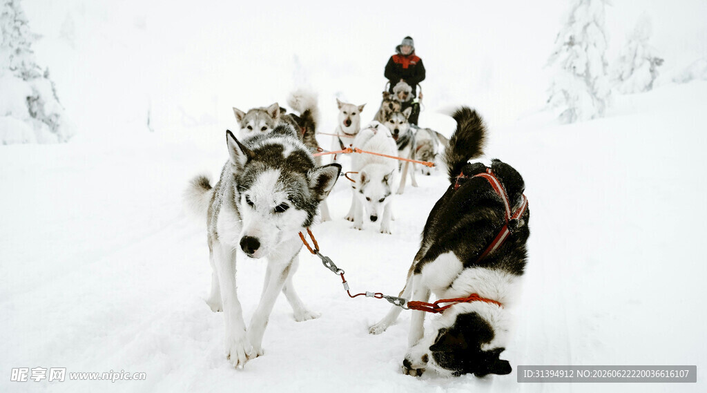 雪地中乘狗拉雪橇的旅人