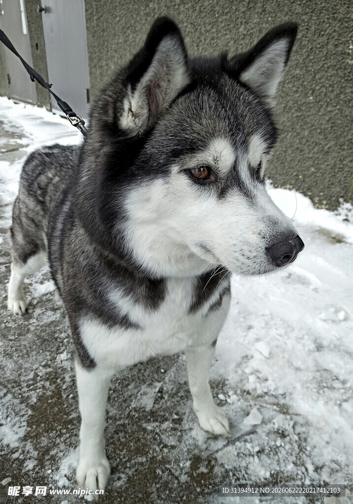 雪地中的哈士奇