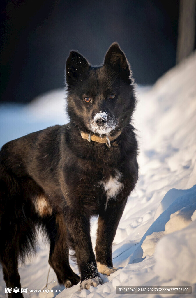 雪地中的黑犬