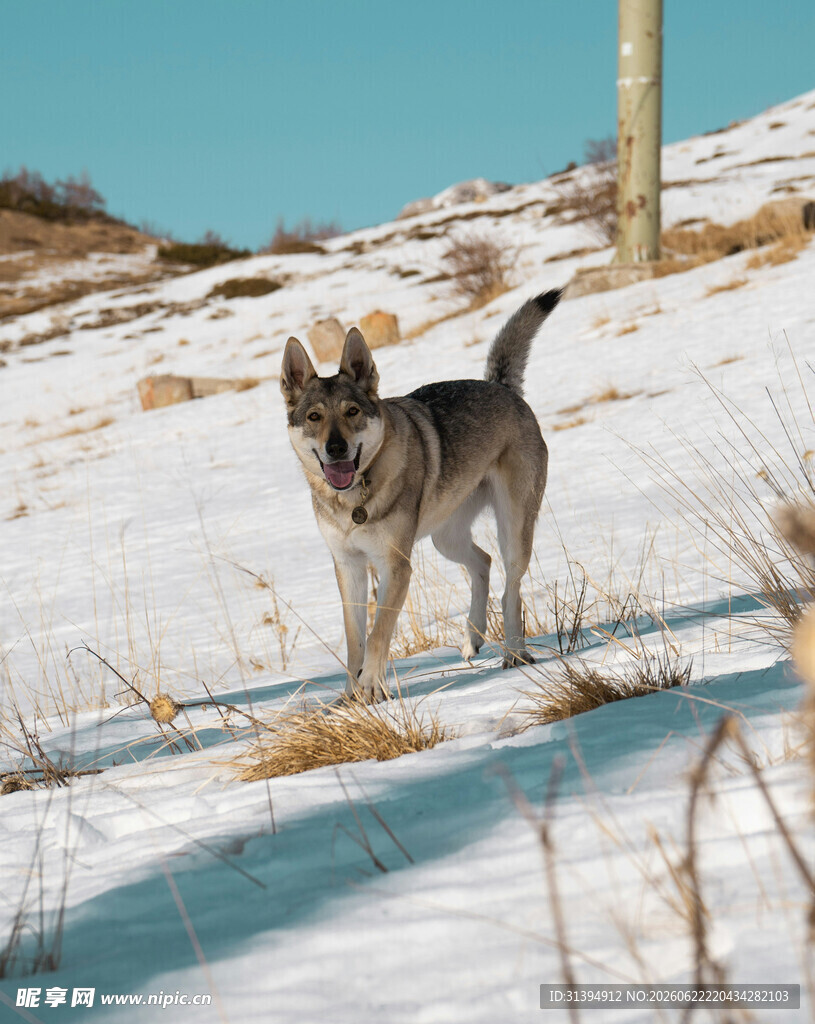 雪地中的独行犬