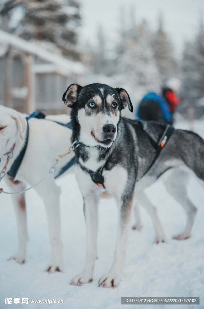 雪地中的拉雪橇犬