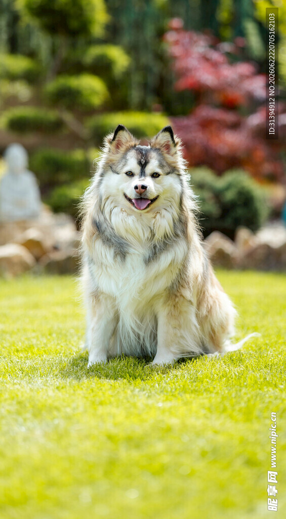 草地上的可爱长毛犬