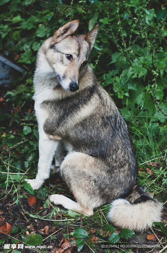 坐于草地的帅气混血犬
