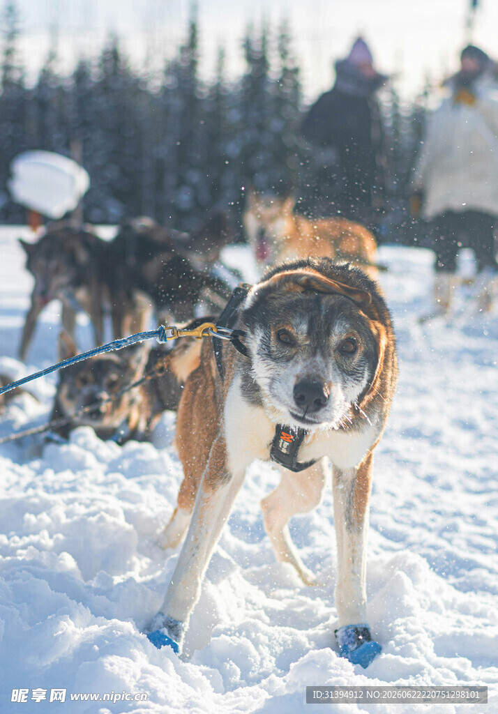 雪地中的犬队