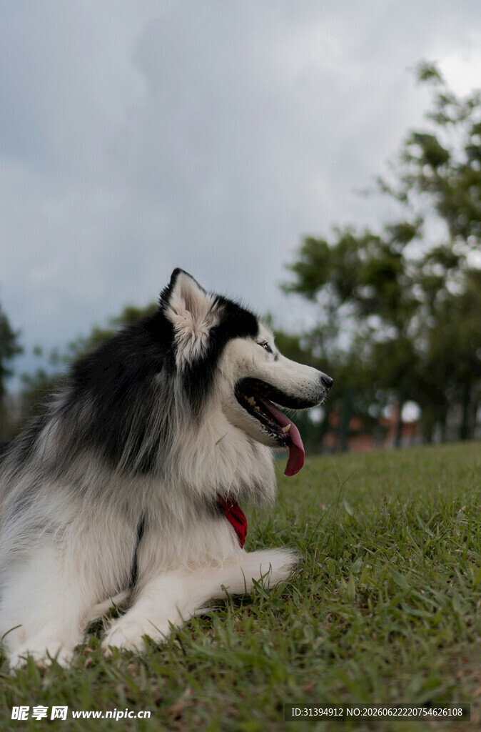 草地休憩的帅气阿拉斯加犬