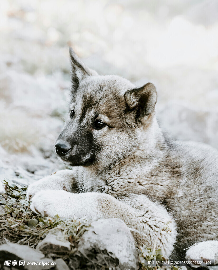 雪地中的狼形犬