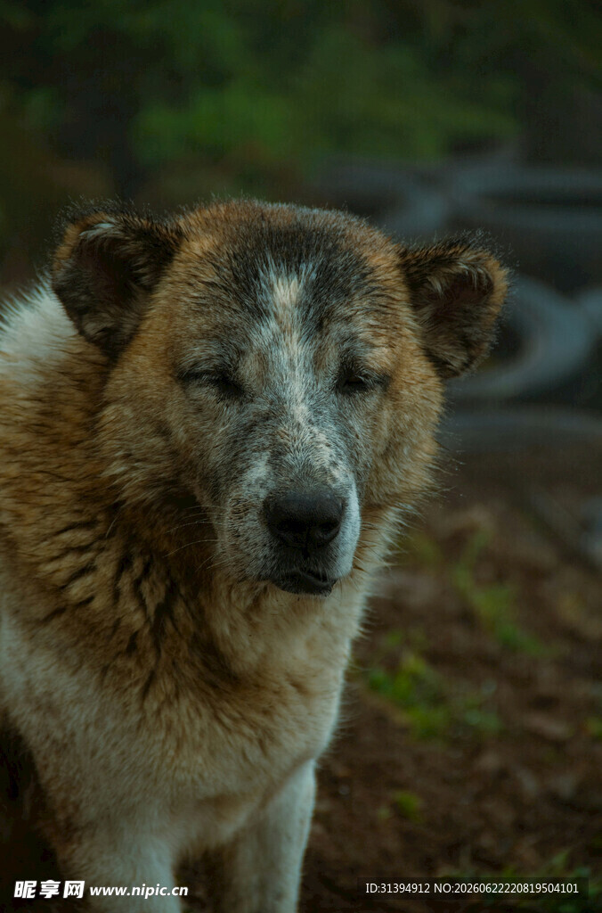 老态尽显的田园犬