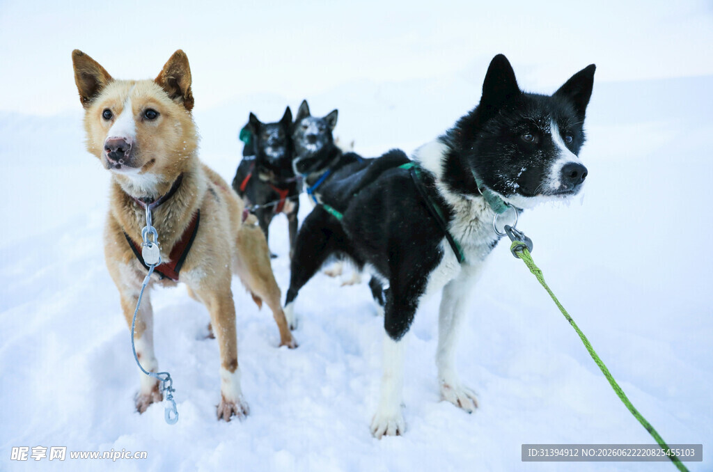 雪地中可爱的三只狗狗