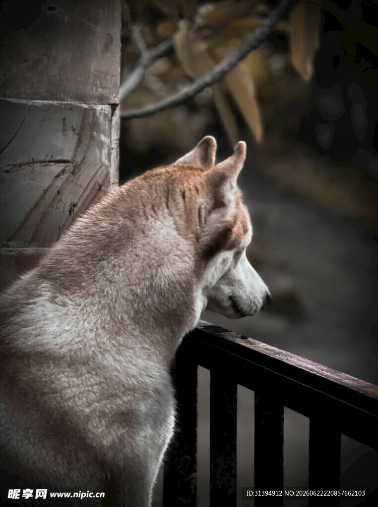 窗边凝望的哈士奇