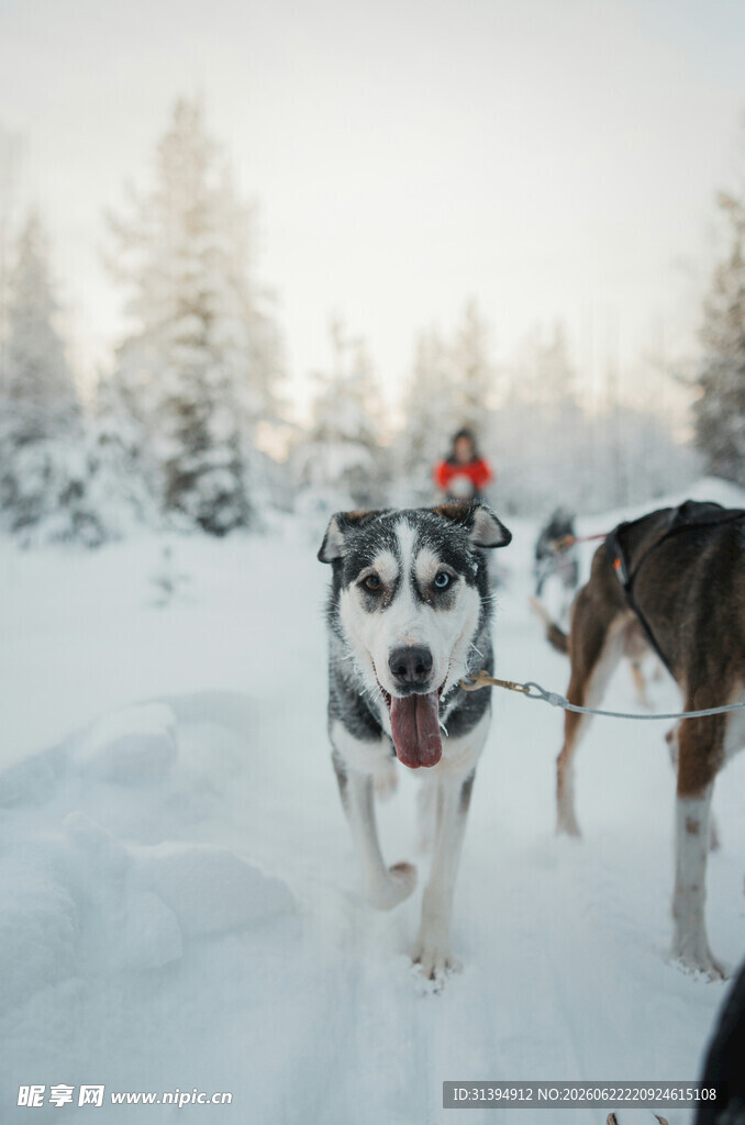 雪地中奔跑的哈士奇犬队