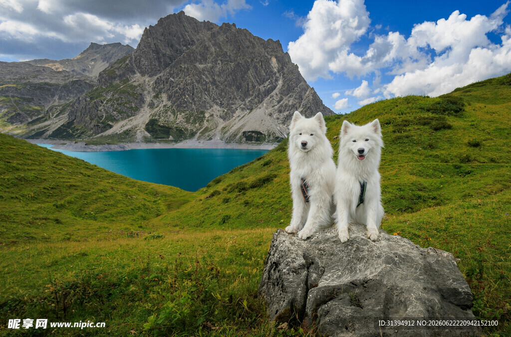 高山湖畔的三只白犬