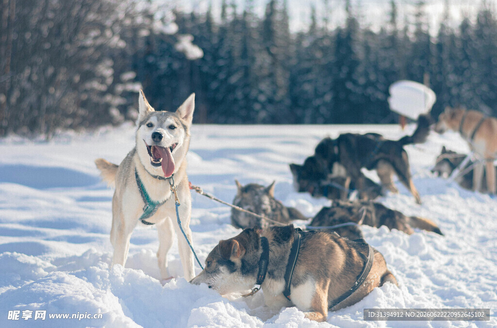 雪地中的欢快犬群
