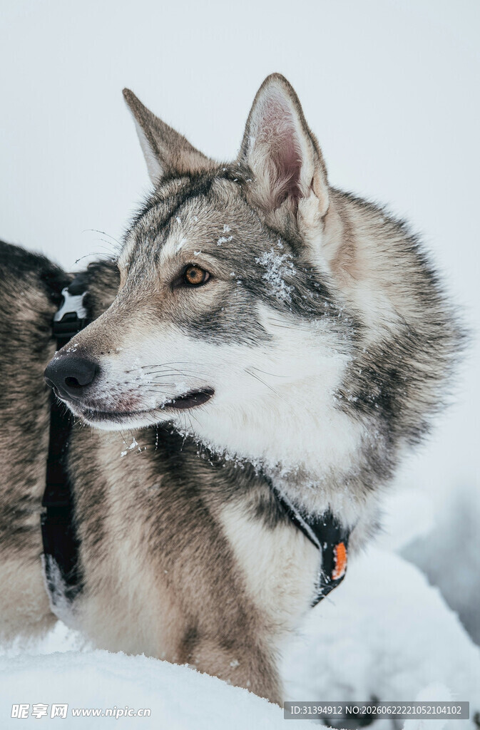 雪地中的帅气狼犬