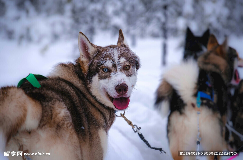 雪地中的几只可爱雪橇犬