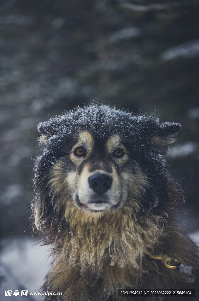 雨中的湿漉漉的可爱狗狗