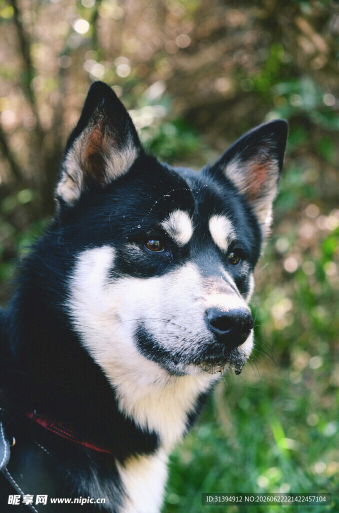 黑白萌犬户外惬意模样