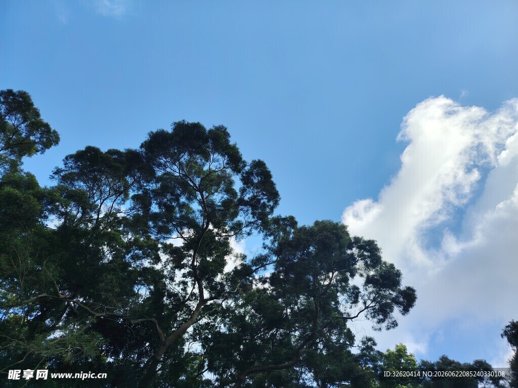 蓝天绿树间的云朵美景