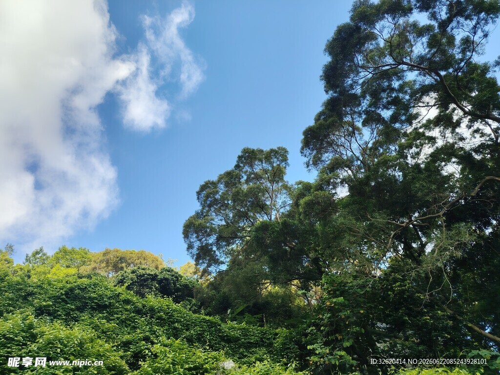 蓝天绿树间的自然美景