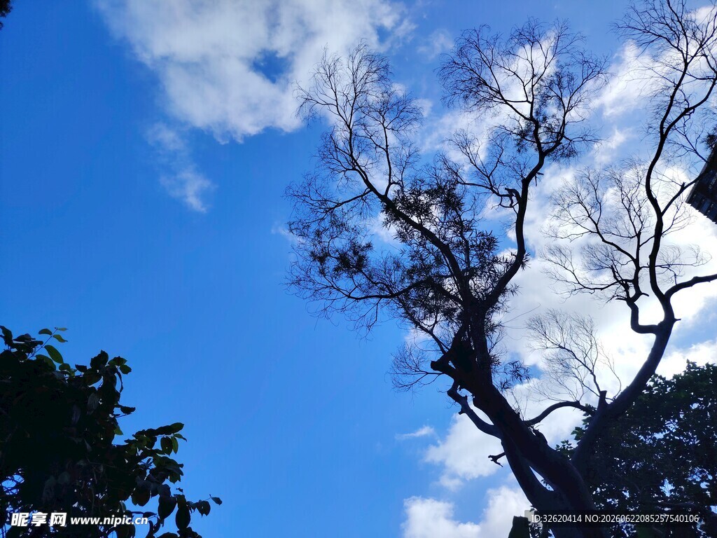 蓝天枯枝景象