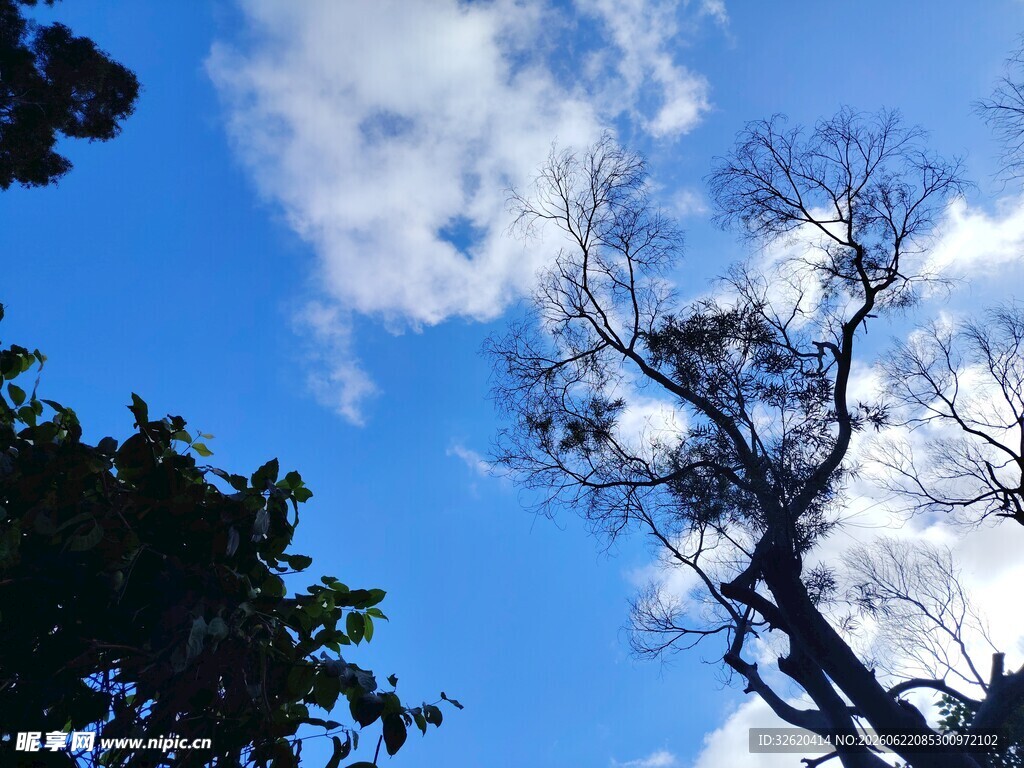 蓝天枯树与绿叶的景致