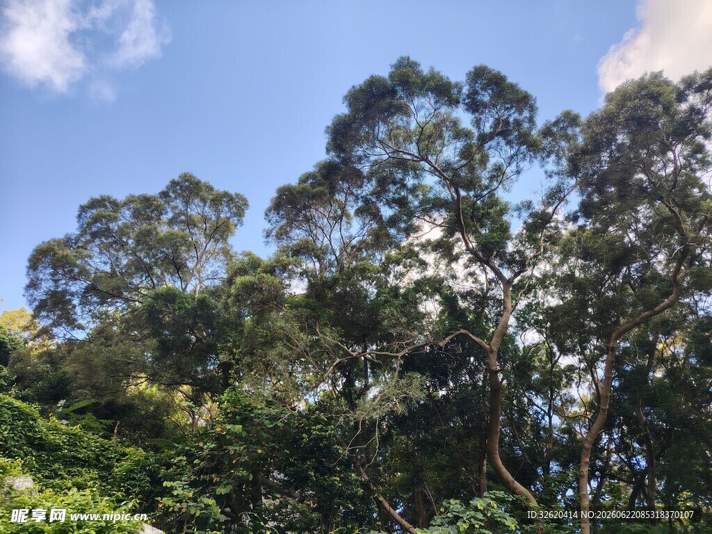 蓝天绿树自然美景