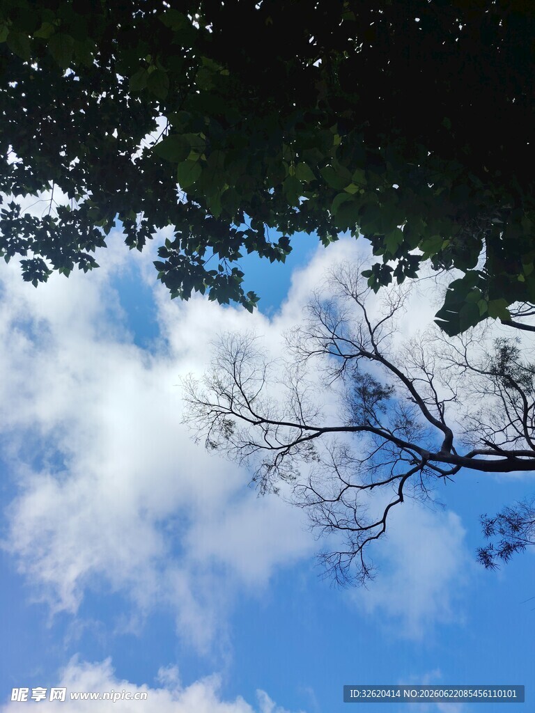 蓝天树枝间的澄澈景致