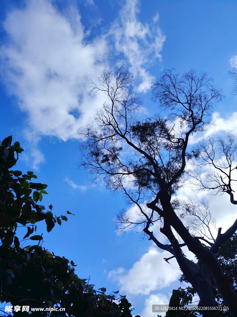 蓝天枯树剪影