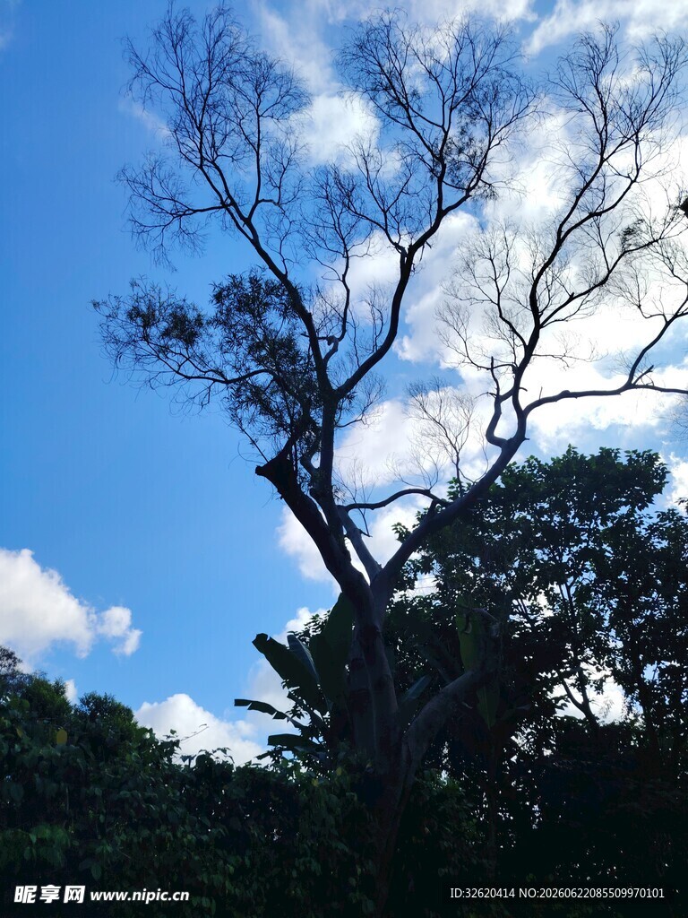 蓝天映衬下的树木