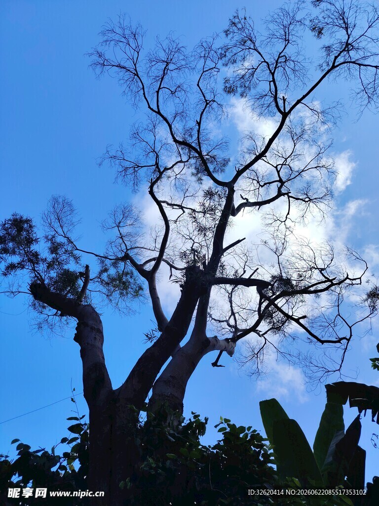蓝天古树下的自然景观