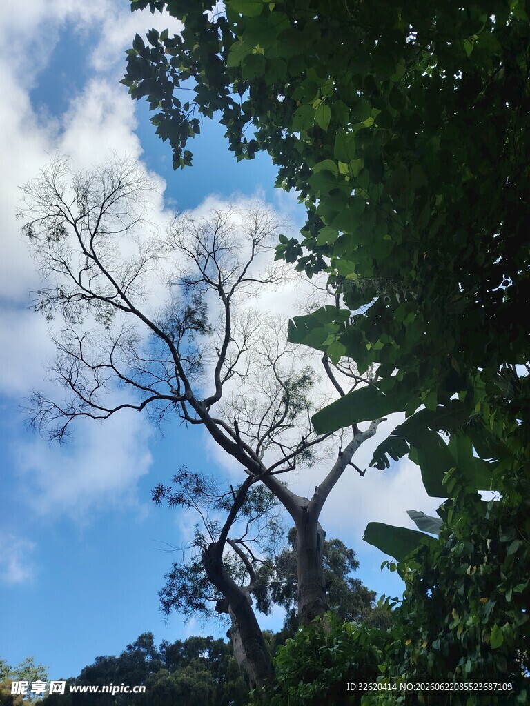 仰望天空下的繁茂树木
