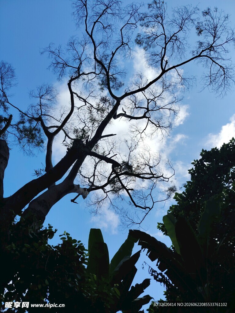 仰观蓝天树枝与白云