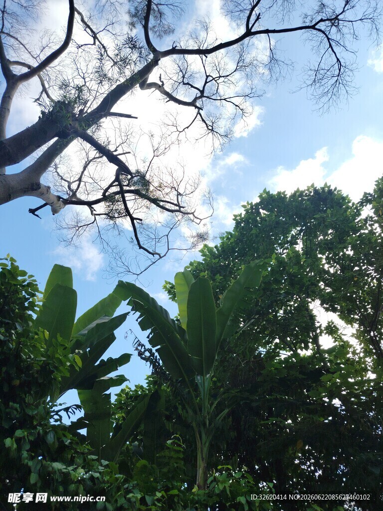 仰望葱郁树林与蓝天白云