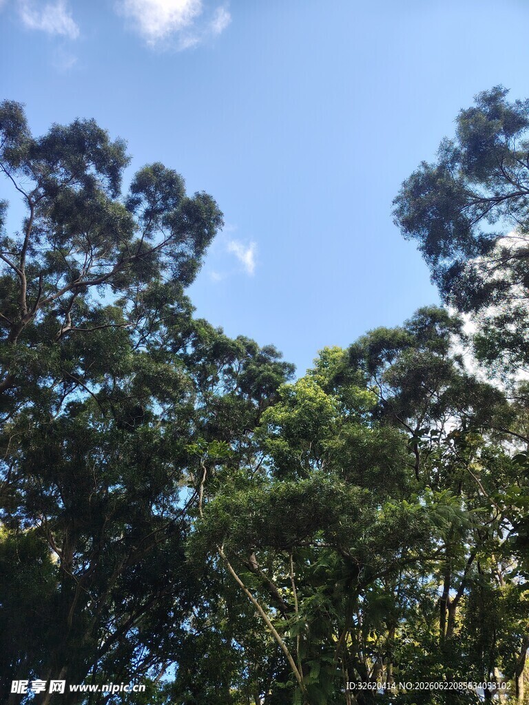 蓝天绿树自然美景