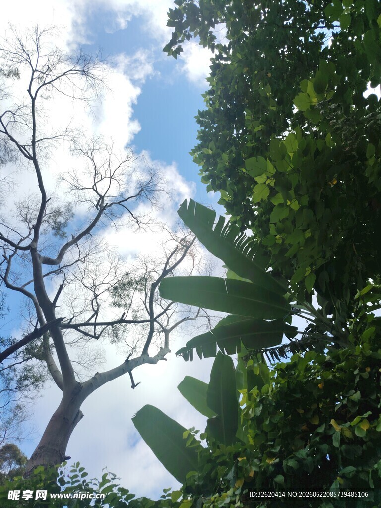 林间仰望蓝天绿树美景
