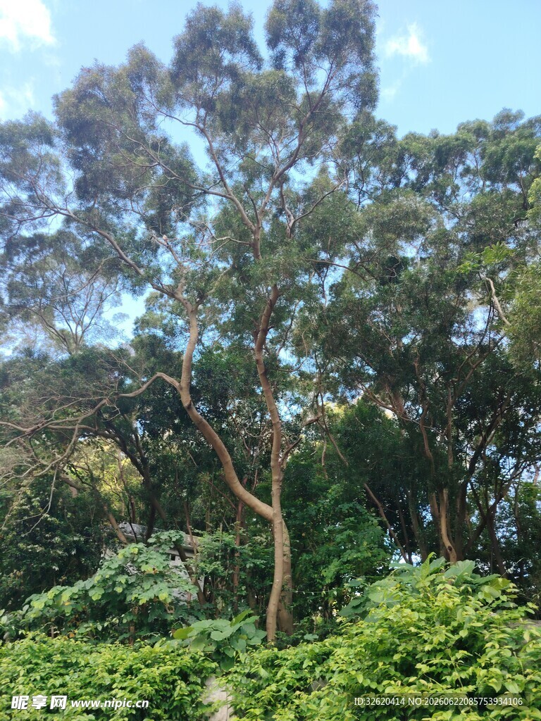 繁茂树林中的高大树木