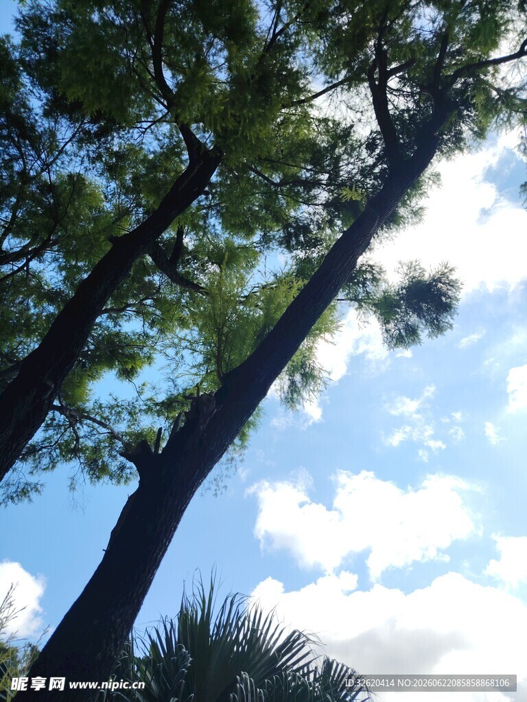 仰望蓝天中的葱郁树木