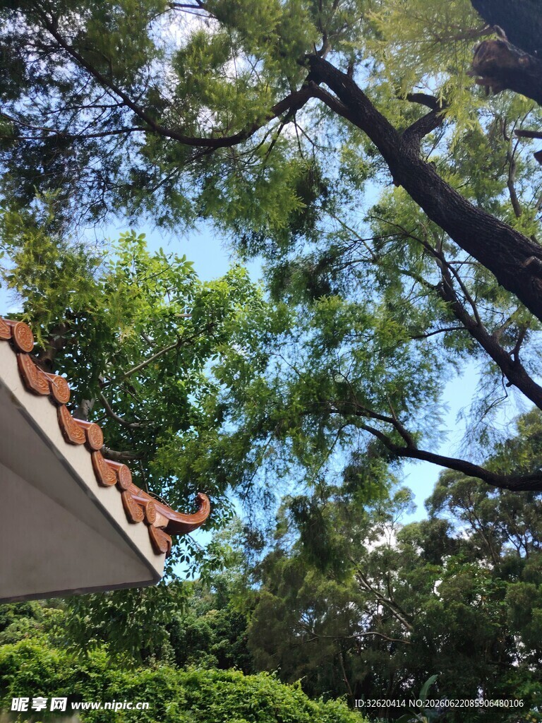 屋顶旁枝叶繁茂的绿树