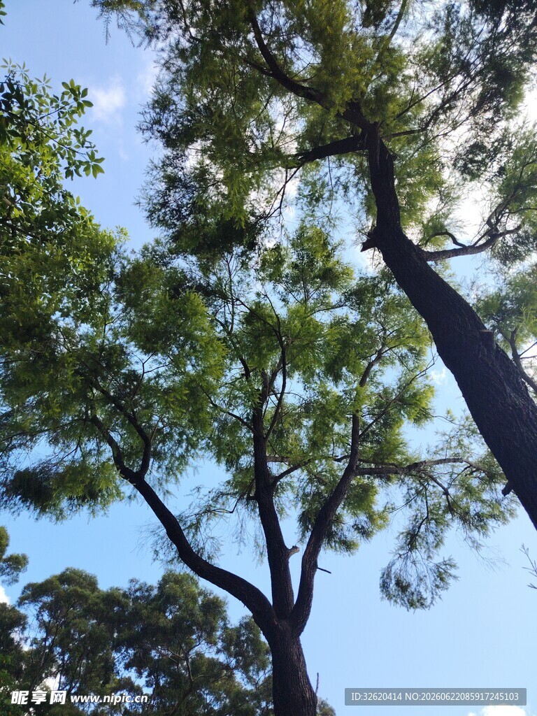 仰视葱郁大树